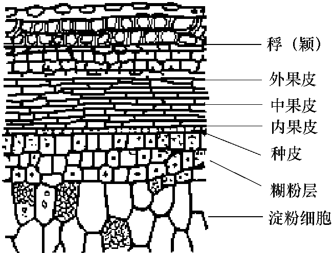 四、大麥的分類及子粒結(jié)構(gòu)